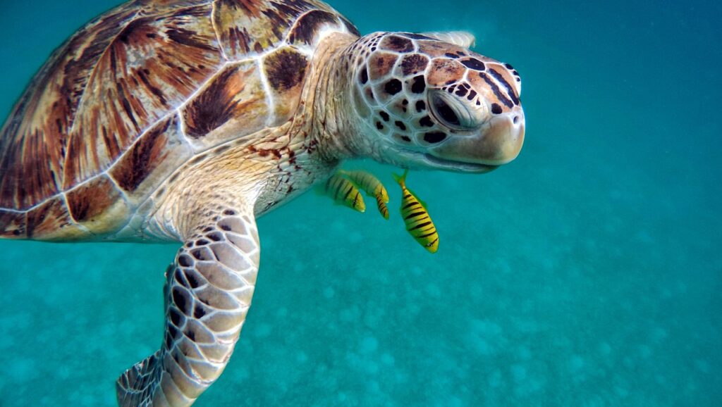 How Fast Is a Sea Turtle?